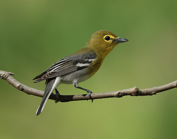 Yellow-throated Vireo Vireo flavifrons
