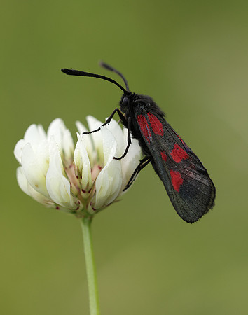 54.007 BF168 New Forest Burnet Zygaena viciae