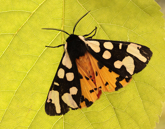 72.027 BF2058 Cream-spot Tiger Arctia villica