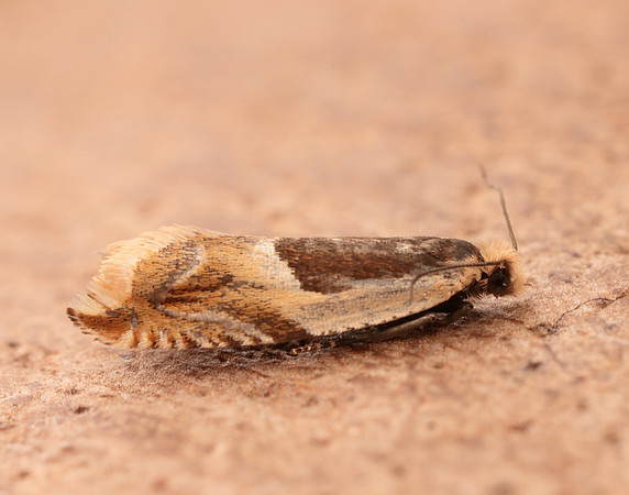 49.214 BF1126 Ancylis badiana