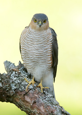 Sparrowhawk Accipiter nisus