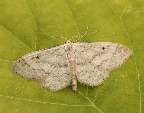 70.013 BF1702 Small Fan-footed Wave Idaea biselata