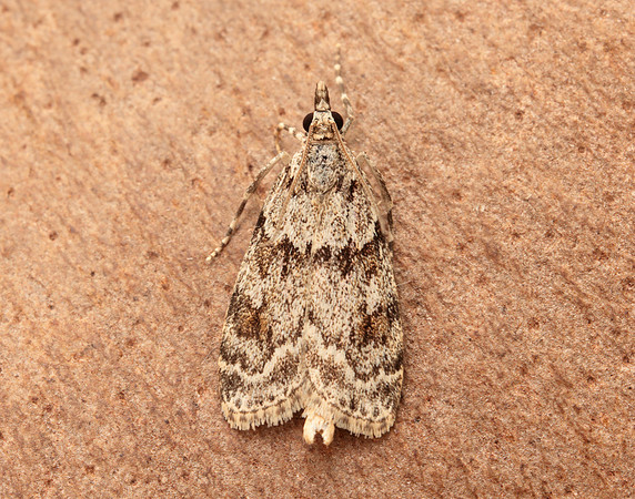63.064 BF1334 Scoparia ambigualis