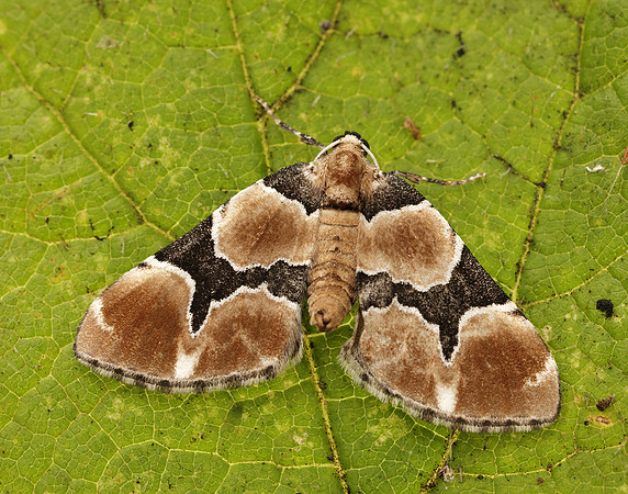 70.140 BF1810 Marsh Carpet Gagitodes sagittata