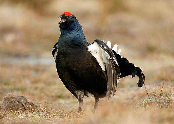 Black Grouse Tetrao tetrix