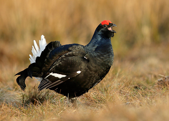 Black Grouse Tetrao tetrix