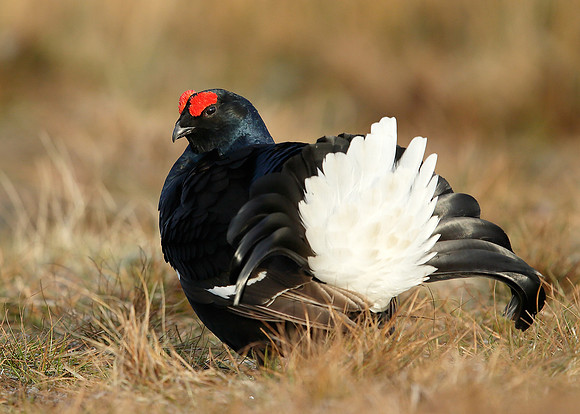 Black Grouse Tetrao tetrix