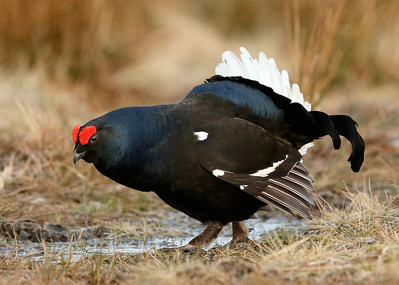 Black Grouse Tetrao tetrix