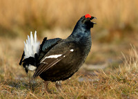 Black Grouse Tetrao tetrix