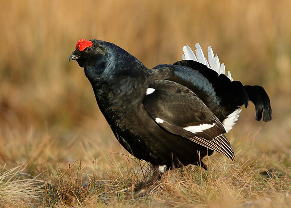 Black Grouse Tetrao tetrix