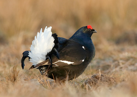 Black Grouse Tetrao tetrix