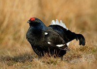 Black Grouse Tetrao tetrix