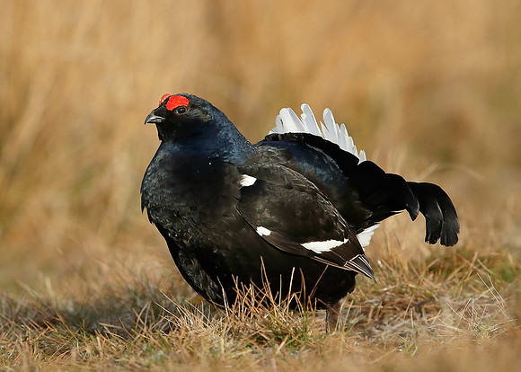 Black Grouse Tetrao tetrix