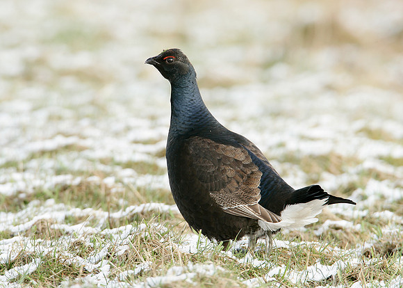 Black Grouse Tetrao tetrix