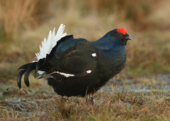 Black Grouse Tetrao tetrix