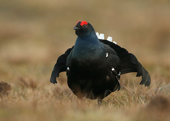 Black Grouse Tetrao tetrix