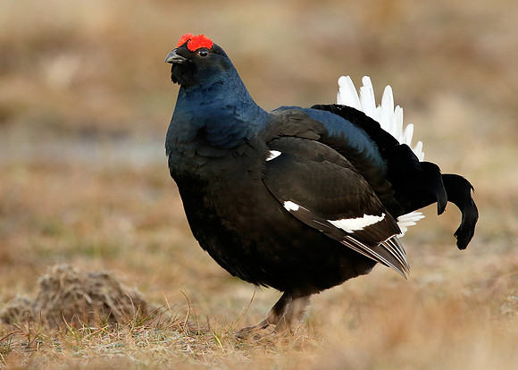 Black Grouse Tetrao tetrix