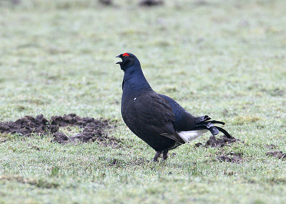 Black Grouse Tetrao tetrix