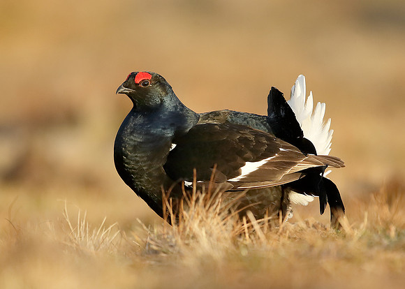 Black Grouse Tetrao tetrix