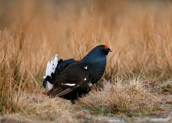 Black Grouse Tetrao tetrix