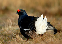 Black Grouse Tetrao tetrix