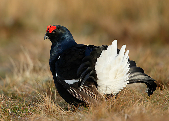 Black Grouse Tetrao tetrix
