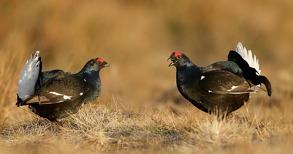 Black Grouse Tetrao tetrix