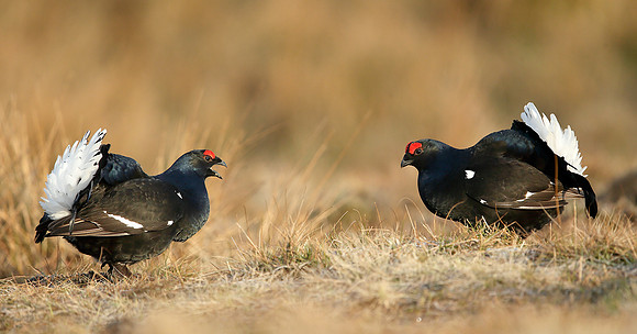 Black Grouse Tetrao tetrix