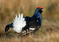Black Grouse Tetrao tetrix