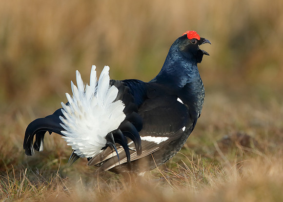 Black Grouse Tetrao tetrix