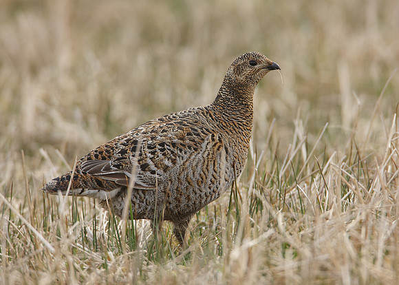 Black Grouse Tetrao tetrix