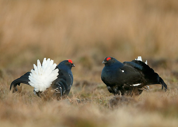 Black Grouse Tetrao tetrix