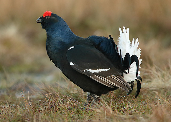 Black Grouse Tetrao tetrix