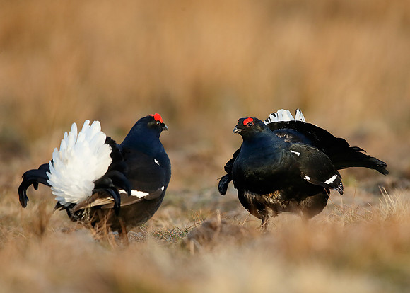 Black Grouse Tetrao tetrix