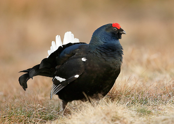 Black Grouse Tetrao tetrix