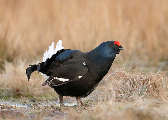 Black Grouse Tetrao tetrix