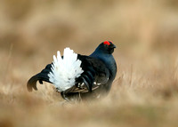 Black Grouse Tetrao tetrix