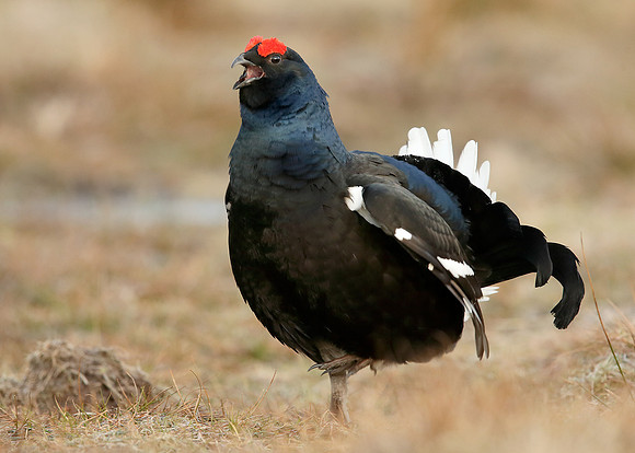 Black Grouse Tetrao tetrix