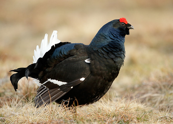 Black Grouse Tetrao tetrix