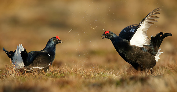 Black Grouse Tetrao tetrix