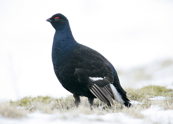 Black Grouse Tetrao tetrix