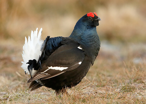 Black Grouse Tetrao tetrix