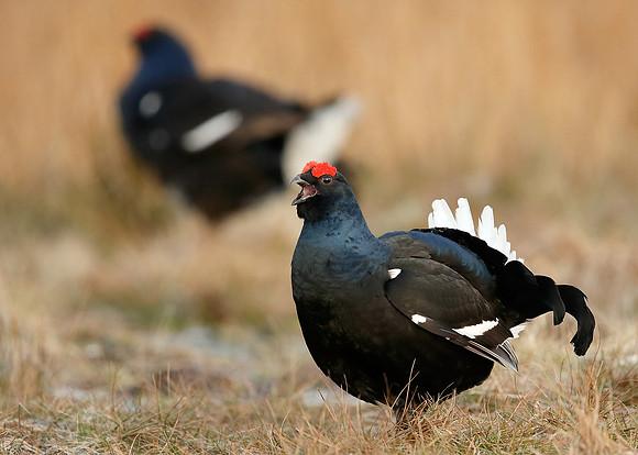 Black Grouse Tetrao tetrix