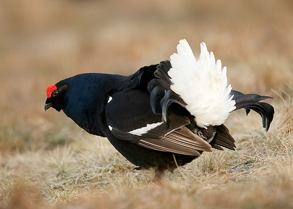 Black Grouse Tetrao tetrix