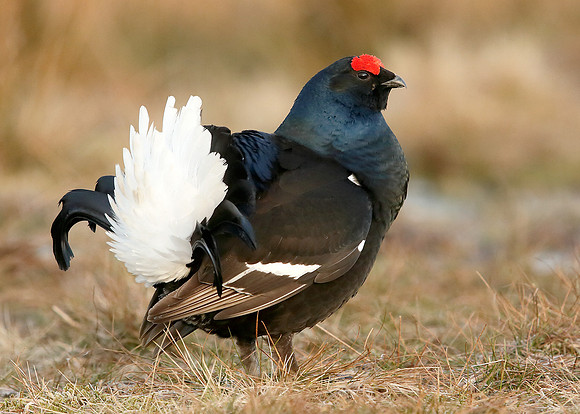 Black Grouse Tetrao tetrix