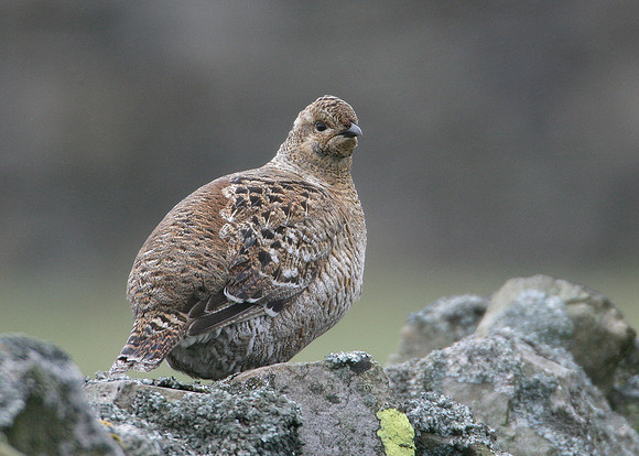 Black Grouse Tetrao tetrix