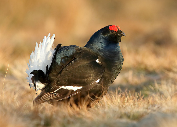 Black Grouse Tetrao tetrix