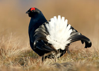 Black Grouse Tetrao tetrix