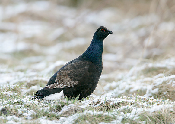 Black Grouse Tetrao tetrix