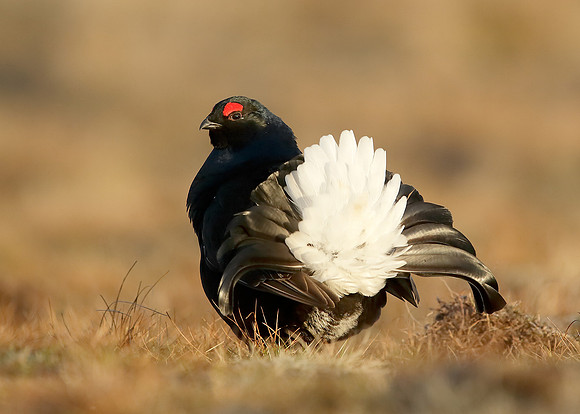 Black Grouse Tetrao tetrix